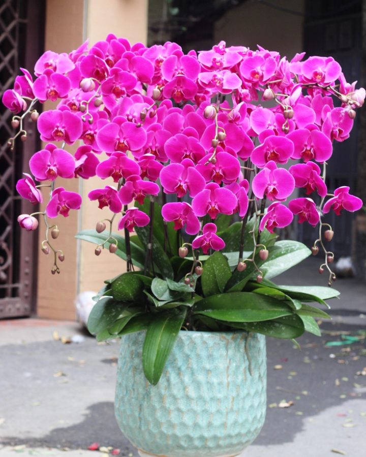Hồ điệp tím hồng