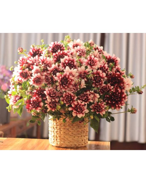 Hoa thược dược