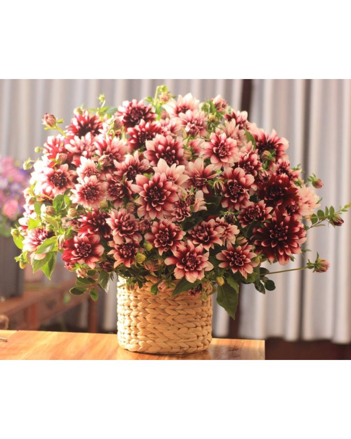 Hoa thược dược