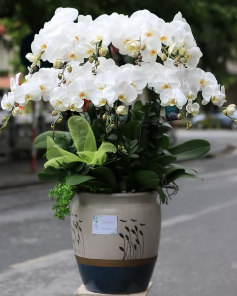HỒ ĐIỆP TRẮNG
