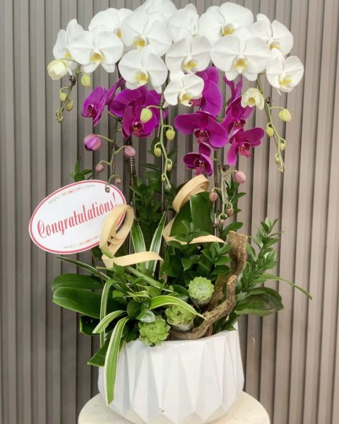 HD24