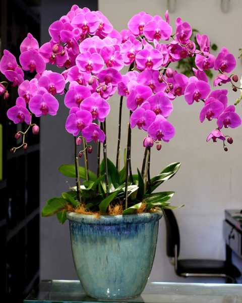 HỒ ĐIỆP TÍM