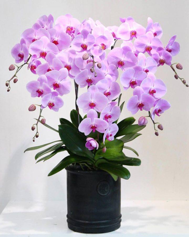 HỒ ĐIỆP HỒNG