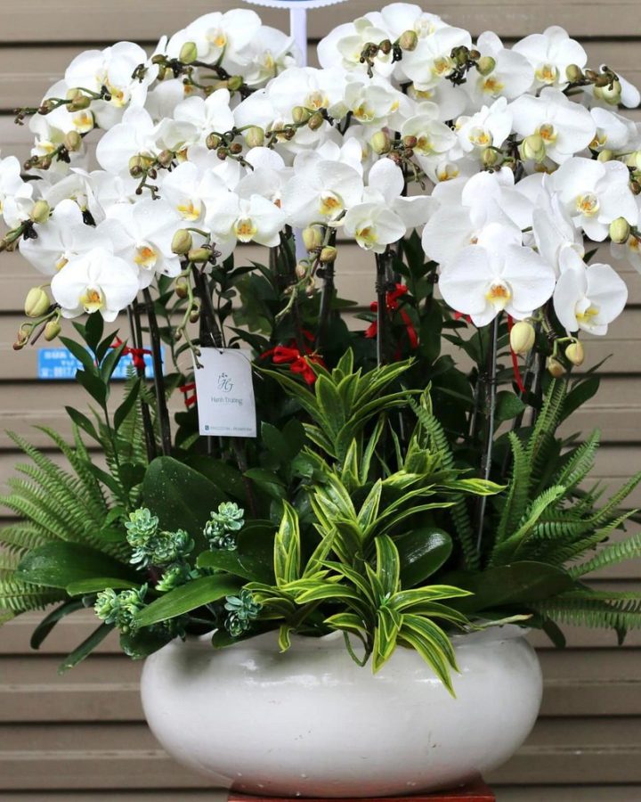 HOA LAN HỒ ĐIỆP TRẮNG
