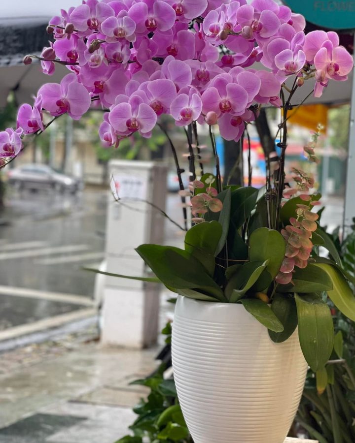 HOA LAN HỒ ĐIỆP TÍM HỒNG