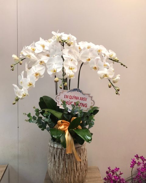 HỒ ĐIỆP TÍM - HỒNG