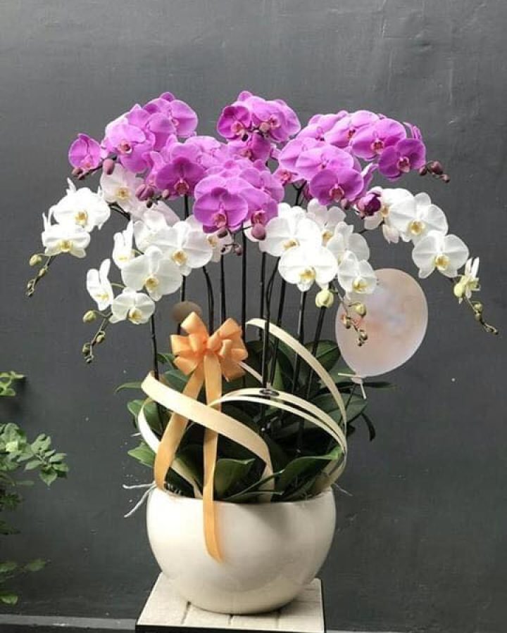 HỒNG TRẮNG