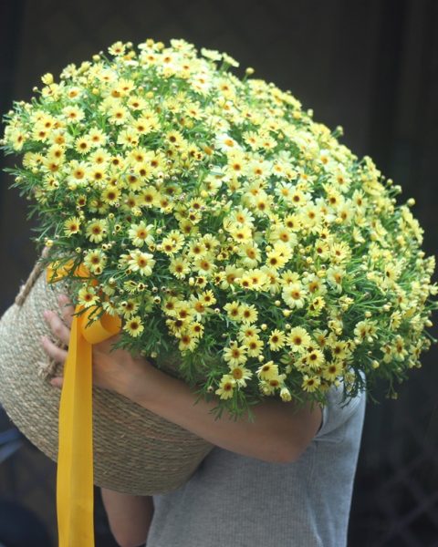 Hoa cúc họa mi đà lạt 1