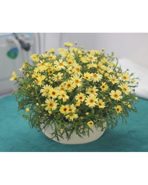 Cúc họa mi vàng Đà Lạt 6