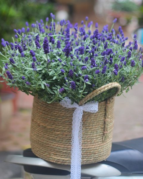Lavender