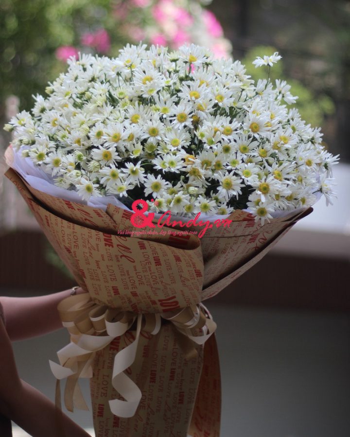 Cúc họa mi về trên phố