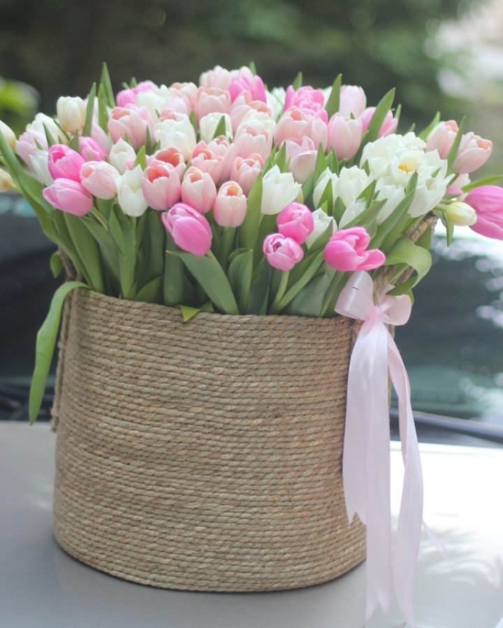 Tulip Hà Lan
