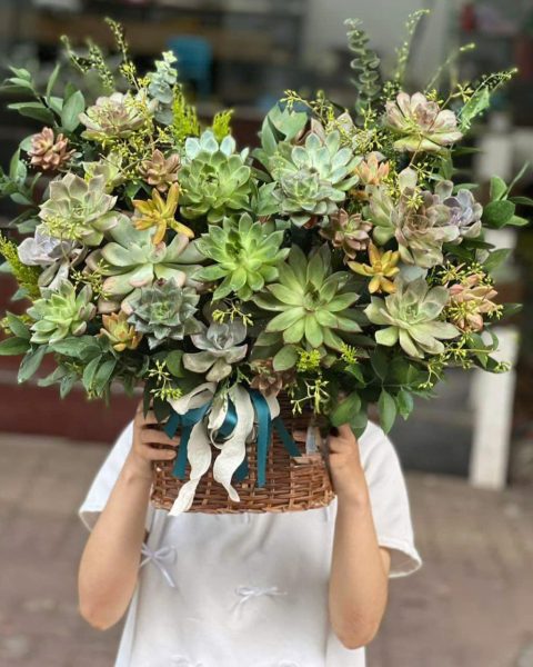 Hoa cúc mẫu đơn