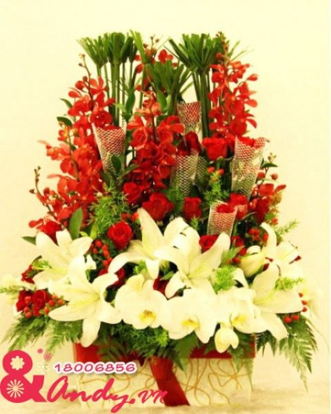 Hộp hoa lan Mokera quyến rũ